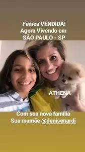 filhote de spitz alemão em novo lar