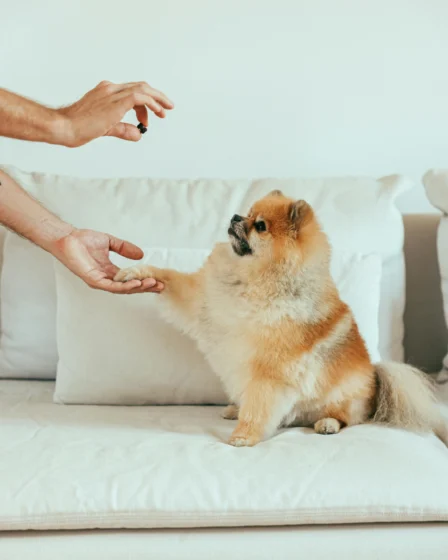 Lulu da Pomerânia e Spitz Alemão, são a mesma raça?