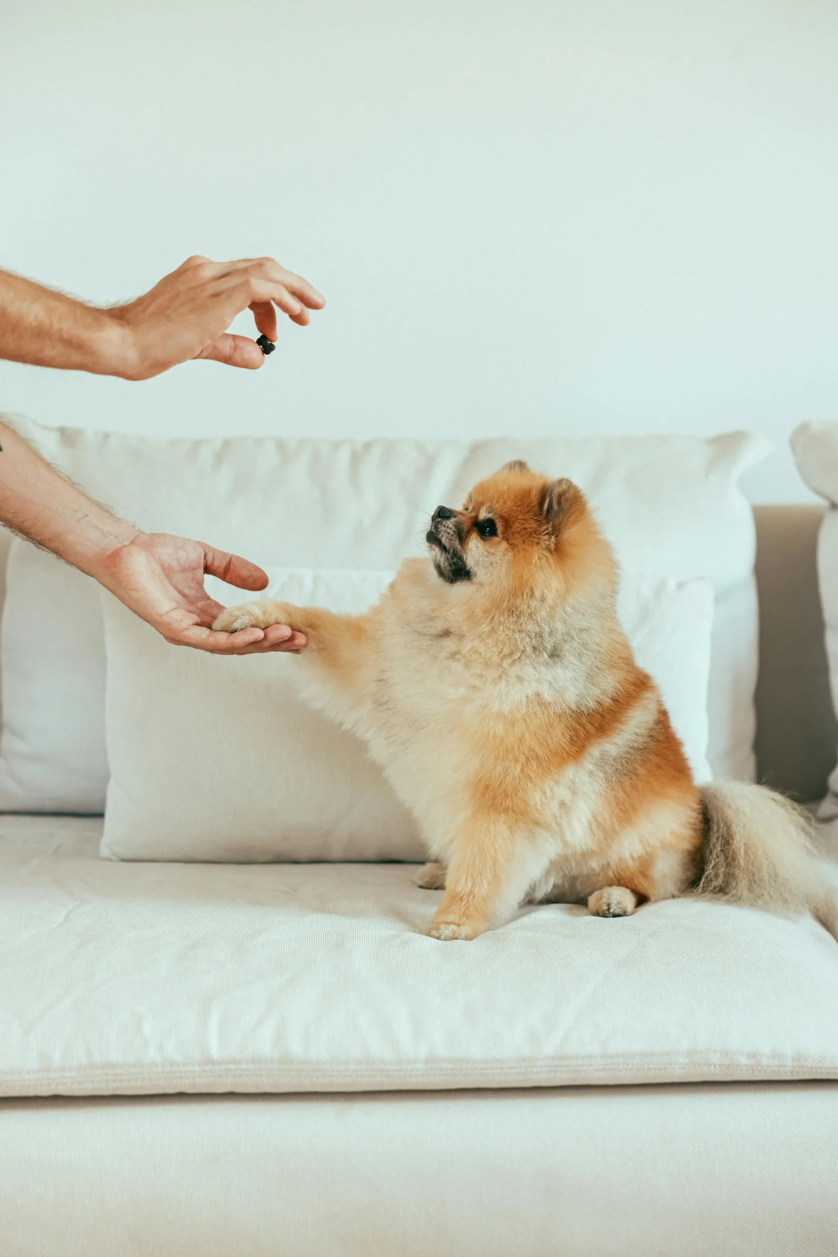 Lulu da Pomerânia e Spitz Alemão, são a mesma raça?